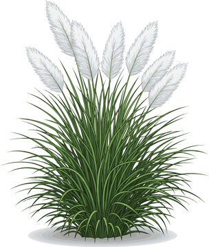 Create a realistic green grass isolated on white ush ornamental grass with soft white plumes perfect for landscape and garden design concepts. vector art with background.