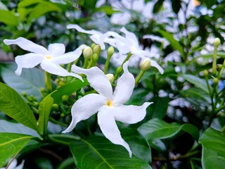 Fototapeta premium White Jasmine flowers plants