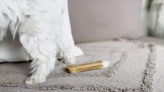 Spoiled white puppy losing interest in dental bone, funny fussy pet.