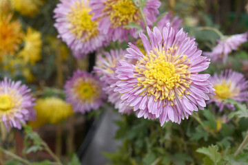 Fototapeta premium Beautiful Pink chrysanthemum flowers closeup in the winter garden, Closeup of Chrysanthemum flower, Field of the Pink Chrysanthemum, Beautiful Pink flower blooming in nature.