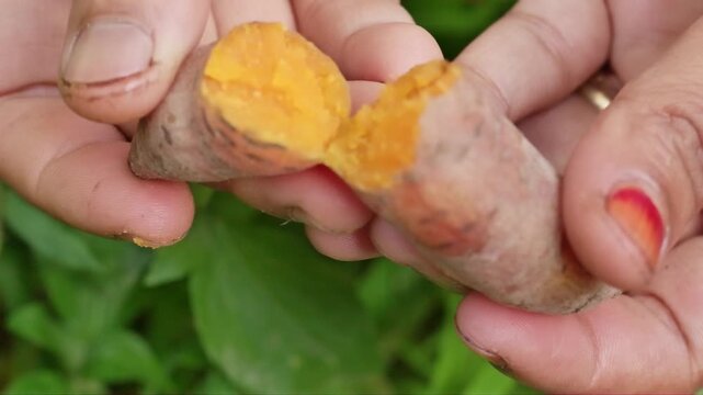 Macro close-up footage of human fingers splitting a small-sized boiled sweet potato showing the bright orange interior and soft cooked texture.