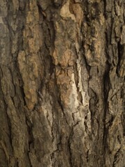Obraz premium Close up texture of natural tree bark with rough wooden surface details. Organic wood background suitable for nature design, rustic concept, environmental theme, wallpaper, banner, and texture use.