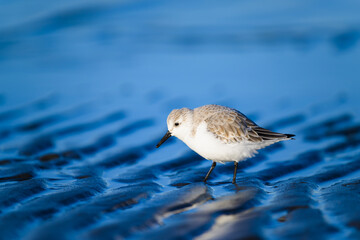 干潟を歩くミユビシギの冬羽