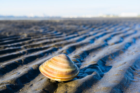 干潟上のハマグリ