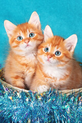 Two cute ginger baby kittens in a basket with Christmas tinsel on a blue background