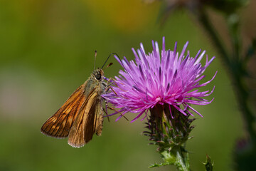Amazing large skipper butterfly in its natural environment, Danubian wetland, Slovakia