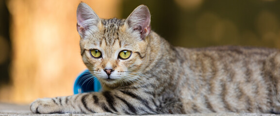 Young cat lying on concrete surface, looking at camera