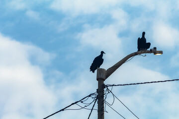 Obraz premium Two birds sit on a power pole. The sky is blue and there are some clouds. The birds are black and one of them has a beak.