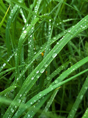 grass with drops of dew