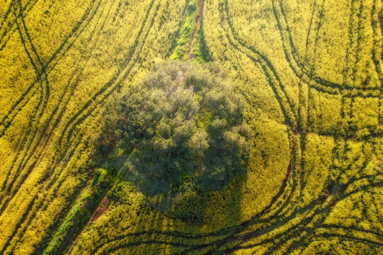 Aerial view of a lush, green clump of trees standing out against a golden field etched with winding tracks, Cape Town, Western Cape, South Africa.