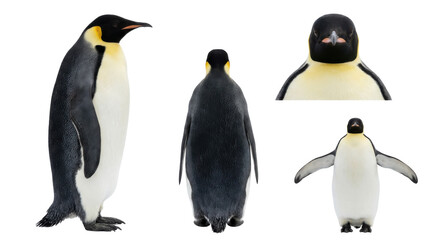 Obraz premium Collection of antarctic flightless bird views including profile close up and standing isolated
