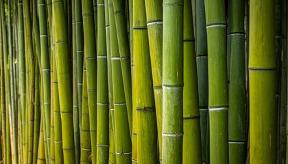 A close-up view of vibrant green bamboo stalks, showcasing their natural beauty and texture