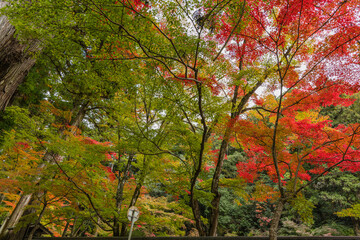 日本　広島県三原市高坂町にある佛通寺の紅葉した木々