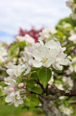 Obraz premium Apple blossoms bloom in spring in a beautiful, almost white color. An old apple tree in bloom. A blooming orchard in southern Finland. 