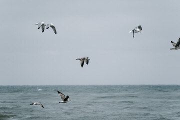 Naklejka premium A group of seagulls soaring over a choppy sea under an overcast sky, their wings spread wide in mid-flight, creating a dynamic coastal scene