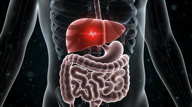 Human Liver Inflammation Animation Displayed Over Digestive System on Anatomical Body Silhouette Against Black