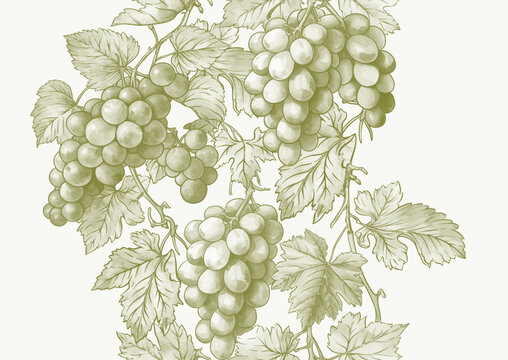 Seamless vector pattern with ripe grape bunches, leaves, and vines. Hand-drawn watercolor style. Ideal for wine labels, textiles, wallpapers, and packaging. Elegant, botanical, and vintage-inspired.