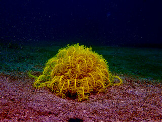 Yellow sea lily resting on sandy seabed underwater. Minimalist marine scene shows a feather star crinoid isolated against dark blue water with calm mood and wide natural copy space.