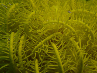 Abstract macro background of yellow sea lily arms underwater. Organic crinoid texture creates dense natural patterns suitable for design, wallpaper, science and marine themed visuals.