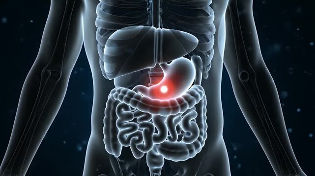Human Stomach Anatomy with Highlighted Gastric Ulcer and Upper Digestive System on Blue Background for Medical