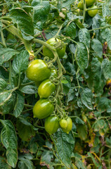 Fototapeta premium A vertical shot a single branch of green tomatoes against a leafy background. Ideal for botanical posters, nature-themed greeting cards, or organic food branding.