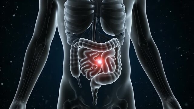 Medical Animation of Abdominal Pain Highlighted in Lower Digestive System with 3D Skeleton Model on Dark Blue Starfield