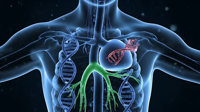 Medical Animation of Human Chest with Heart, Lungs, and DNA Strands Against Blue Background in a Health Education Video