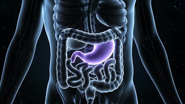 Medical Animation of Human Digestive System with Transparent Body and Glowing Violet Stomach on Dark Background for