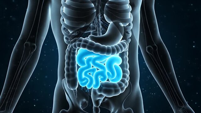 Medical Animation of Human Small Intestine Anatomy on Dark Blue Background Showing Body Structure for Scientific and