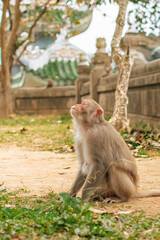 Obraz premium monkey sitting on ground looking up with upset expression