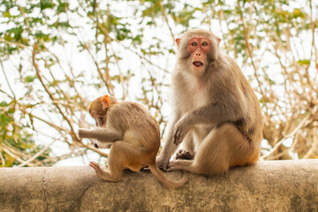 Obraz premium two monkeys sitting together, larger one looking surprised with open mouth, smaller beside it