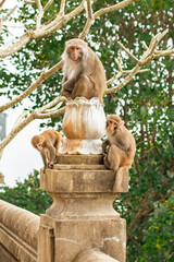 monkey in Vietnam sitting on marble flower statue with two smaller monkeys on sides © Vasilisa Dorofeeva