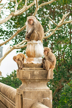 monkey in Vietnam sitting on marble flower statue with two smaller monkeys on sides