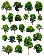 Fototapeta premium A collection of various trees, each isolated on a white background, displaying diverse shapes and shades of green foliage