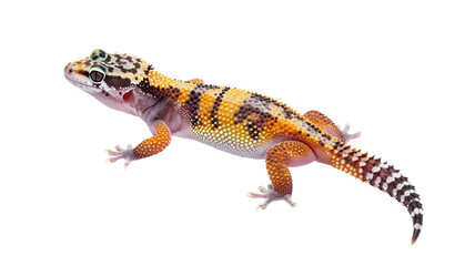 Obraz premium Vibrant leopard gecko with striking pattern isolated on white, showcasing its unique coloration and texture