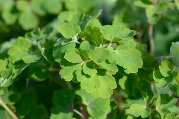 Alpine Columbine green leaves in the spring - Latin name - Aquilegia alpina Navy Blue