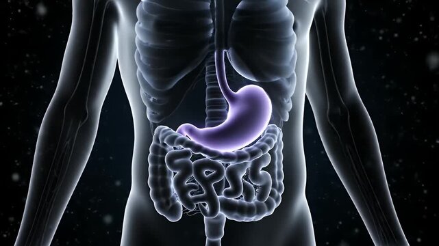 Medical Visualization of Stomach Intestine and Human Skeleton Internal Anatomy on Dark Background
