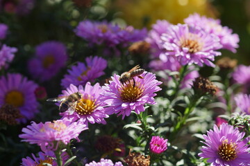 Close-up of a Hoverfly Pollinating Bright Pink Chrysanthemum Flowers in the Sun
