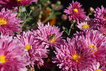 Obraz premium Hoverfly Pollinating Vibrant Pink Chrysanthemum Flowers in Intense Autumn Sunlight