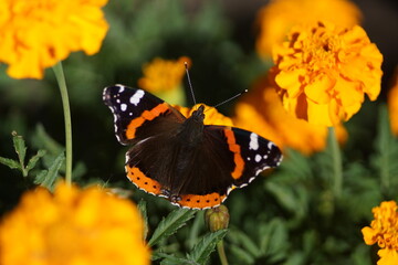 Naklejka premium Red Admiral Butterfly (Vanessa atalanta) with Open Wings on Bright Orange Marigold Flowers