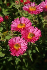 Fototapeta premium Field of Vibrant Pink Aster Flowers Blooming in Bright Direct Sunlight