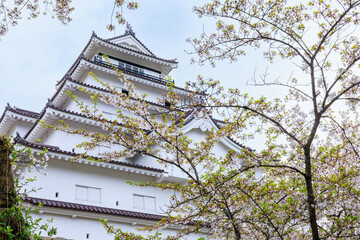 桜が満開な鶴ヶ城（福島県会津若松市）