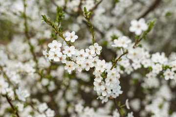 Obraz premium White cherry blossoms in springtime garden soft nature background