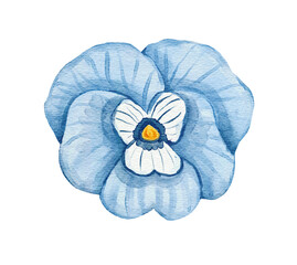 Pansy flower bud watercolor illustration
