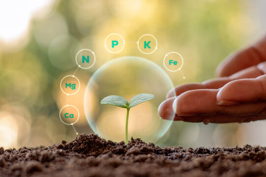 Farmer's hands protecting a young plant with digital graphics of NPK nutrients and minerals: A smart farming and sustainable agriculture technology concept.