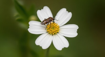 Obraz premium Close-up of a bee on a white daisy flower.