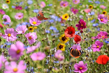 Schmetterling 1507 © K.-U. Häßler