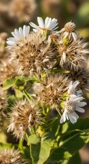 Obraz premium Close-up of a cluster of white aster flowers in bloom.