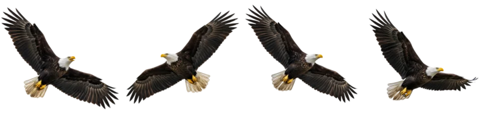 Fototapeten Adler the set of the bald eagle isolated on white background high quality stock [PNG FILE]..  © Dynamic Shoots