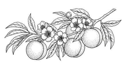 A detailed botanical illustration of blossoming peach branches with fruit rendered in monochrome on transparent background silhouette high quality professional modern